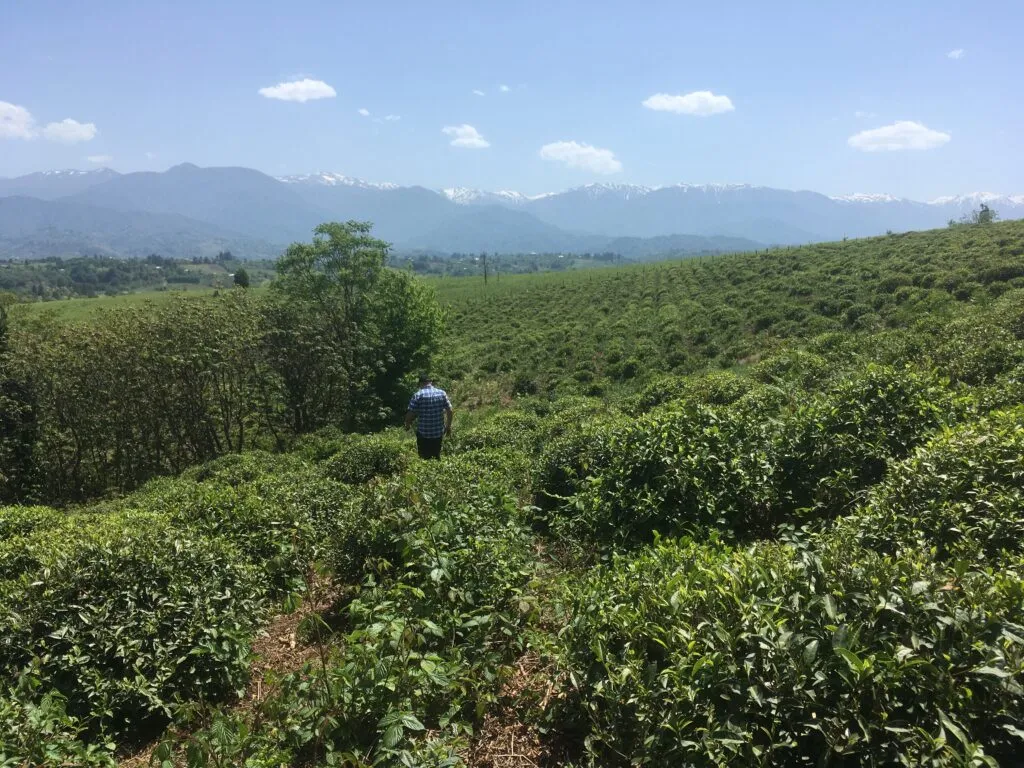 Guria Landscape